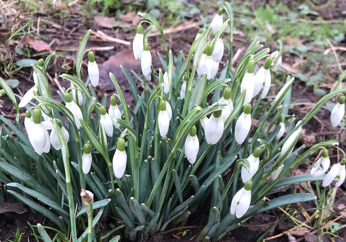 De wintertuin