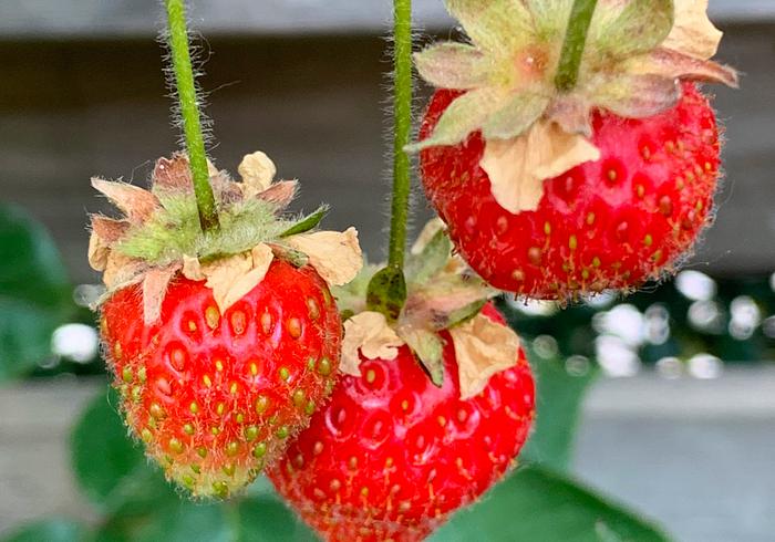 Een moestuintje