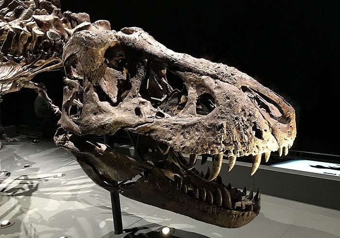 We gaan naar Naturalis
