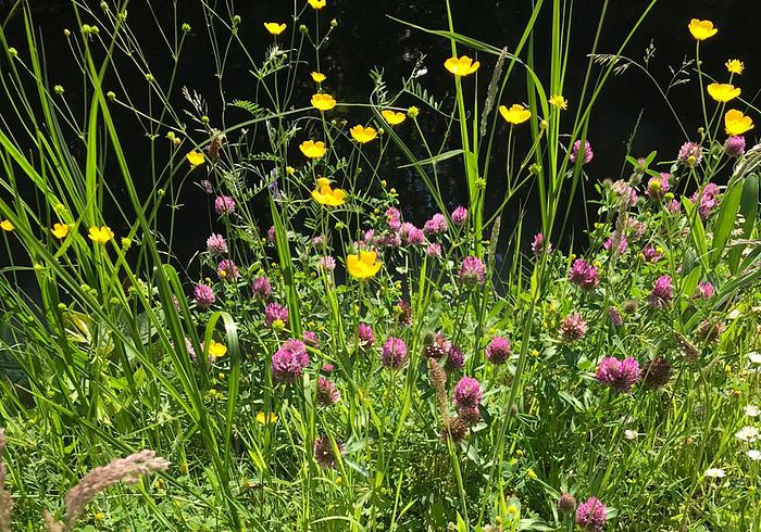 We drogen wilde bloemen