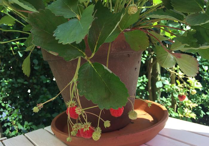 Hoe gaat het met de tuin
