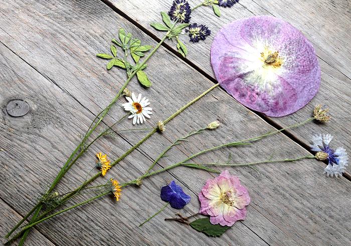 Wilde bloemen drogen