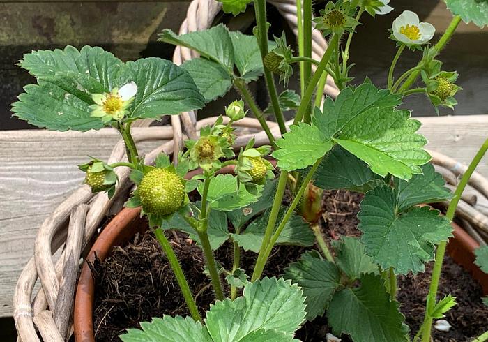 Met snazzie's moestuintje